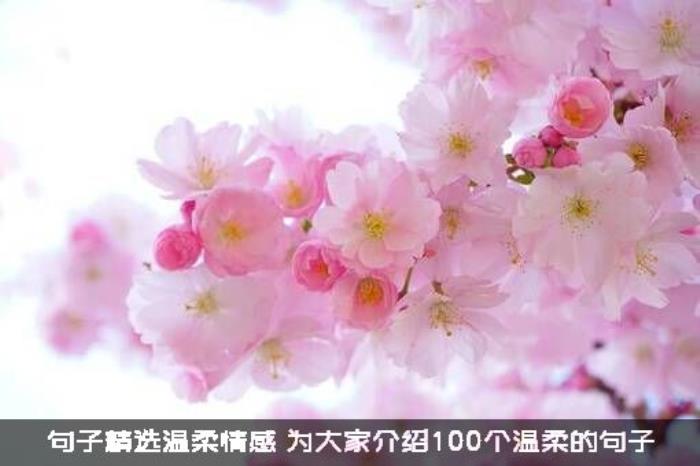 句子精选温柔情感（为大家介绍100个温柔的句子）