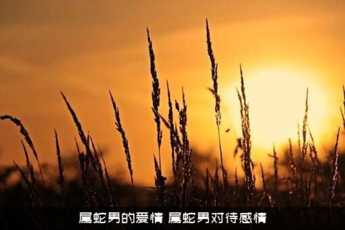 属蛇男的爱情（属蛇男对待感情）