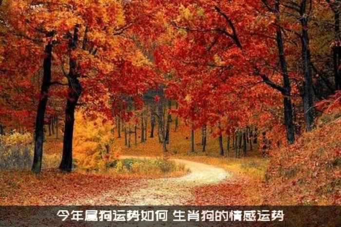 今年属狗运势如何