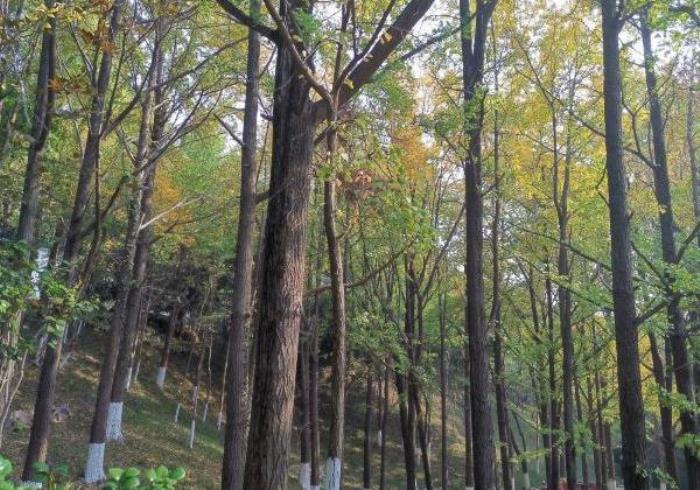 南京夏天去哪玩凉快 南京夏天去哪玩凉快